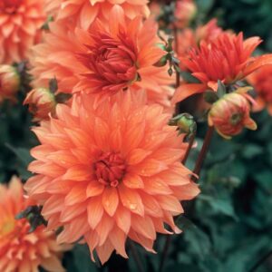 Dahlia Dinner Plate - "Otto's Thrill" Bulbs
