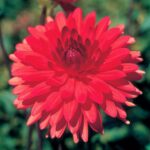 Dahlia Dinner Plate - "Red" Bulbs