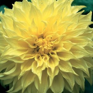 WhatsApp-Image-2022-08-10-at-1.23.32-PM.jpeg Dahlia Dinner Plate - "Kelvin's Floodlight" Bulbs