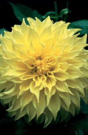 WhatsApp-Image-2022-08-10-at-1.23.32-PM.jpeg Dahlia Dinner Plate - "Kelvin's Floodlight" Bulbs