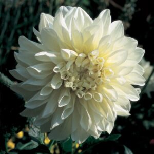WhatsApp-Image-2022-08-10-at-1.23.32-PM-4.jpeg Dahlia Dinner Plate - "White Perfection" Bulbs
