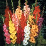 Gladioli Purple Blue Bulbs