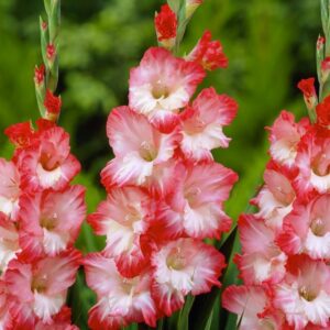 Gladioli Pink Lady Bulbs