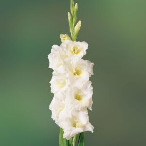 Gladioli White Bulbs
