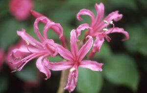 Nerine Filifolia - Pink Bulbs