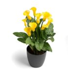 Zantedeschia Gold Crown Bulbs