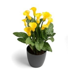 WhatsApp-Image-2022-08-10-at-5.21.18-PM-1.jpeg Zantedeschia Gold Crown Bulbs