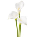 Zantedeschia Aspen Bulbs