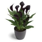 Zantedeschia Odessa Bulbs
