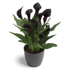 WhatsApp-Image-2022-08-10-at-5.21.18-PM-3.jpeg Zantedeschia Odessa Bulbs