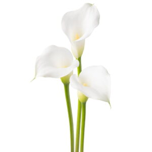 Zantedeschia Aspen Bulbs