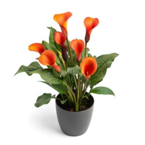 WhatsApp-Image-2022-08-10-at-5.21.18-PM-4.jpeg Zantedeschia Orange Alert Bulbs