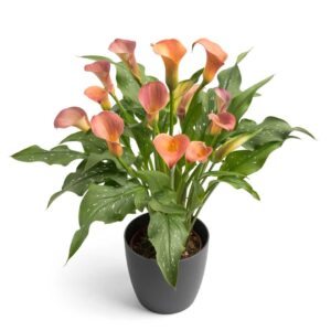 Zantedeschia Peach Pearl Bulbs