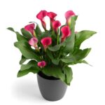 Zantedeschia Pillow Talk Bulbs