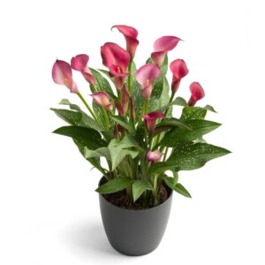 WhatsApp-Image-2022-08-10-at-5.21.18-PM-7.jpeg Zantedeschia Royal Plum Bulbs