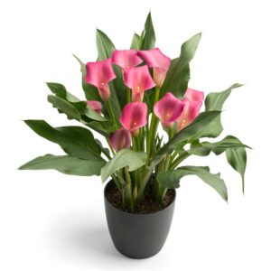 WhatsApp-Image-2022-08-10-at-5.21.18-PM-8.jpeg Zantedeschia Wild Salmon Bulbs