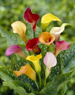 WhatsApp-Image-2022-08-10-at-5.21.18-PM-9.jpeg Zantedeschia Assorted Bulbs