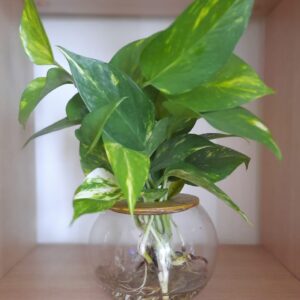 WhatsApp-Image-2022-11-23-at-18.39.41.jpeg Fishbowl With Devils Ivy