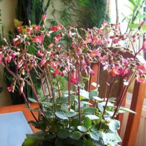 Kalanchoe Tessa 128 Plug Tray Kalanchoe Tessa 128 Plug Tray