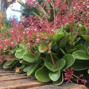 Crassula Multicava Red 6 Pack