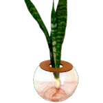 15cm Fish Bowl With Snake Plant