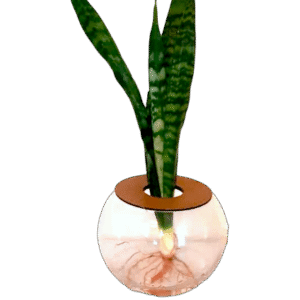 WhatsApp-Image-2023-12-05-at-17.43.09-PhotoRoom.png 15cm Fish Bowl With Snake Plant