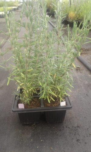 Lavender 4 Pack Tray