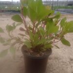 King Pink Protea 17cm Pot