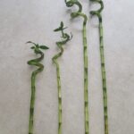 Lucky Bamboo Stems