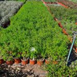 WhatsApp-Image-2025-04-24-at-15.42.53-1.jpeg Leonotis Ocymifolia 17cm Pot