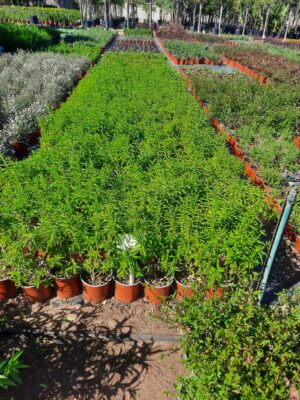 WhatsApp-Image-2025-04-24-at-15.42.53-1.jpeg Leonotis Ocymifolia 17cm Pot