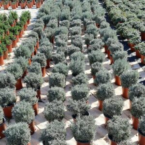 Helichrysum Italicum 17cm Pot Helichrysum Italicum 17cm Pot