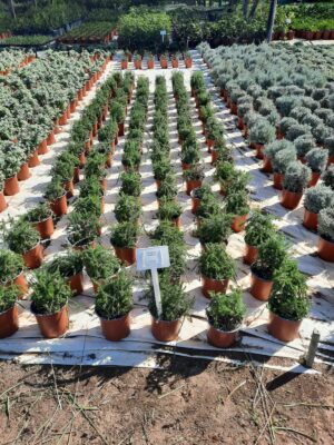 Helichrysum Teretifolium 17cm Pot