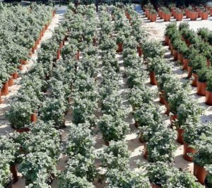 Helichrysum Petiolare 17cm Pot