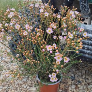 Geraldton Wax 'Lorraine' 15cm Pot