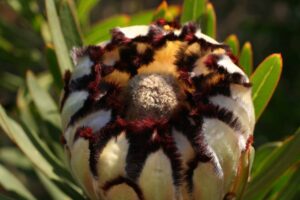 Protea 'White Knight' 32cm Pot