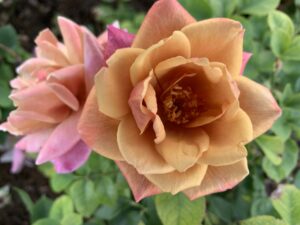 Willy Wonka LUDsirjul Panarosa Rose 5lt