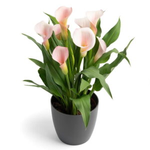Zantedeschia-Strawberry-Blush-714.jpg Zantedeschia Strawberry Blush Bulbs