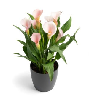 Zantedeschia-Strawberry-Blush-714.jpg Zantedeschia Strawberry Blush Bulbs