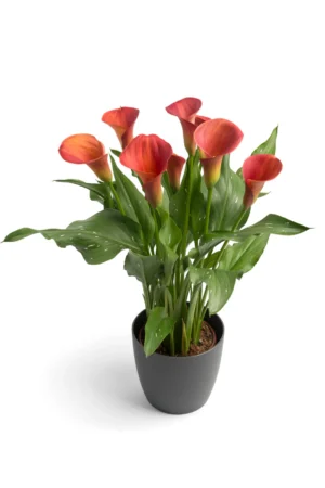Zantedeschia Sunset Passion Bulbs Zantedeschia Sunset Passion Bulbs