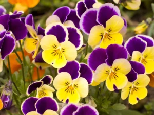 Pansy Assorted 24 Pack Tray