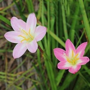 Zephyranthes-Mixed.jpg Zephyranthes - Mixed Bulbs