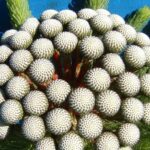 Berzelia Albiflora 15cm Pot