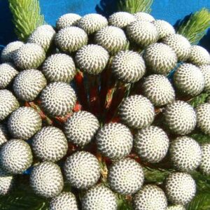 Berzelia Albiflora 15cm Pot