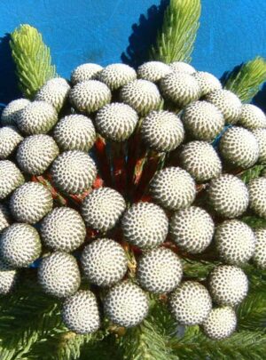 Berzelia Albiflora 15cm Pot