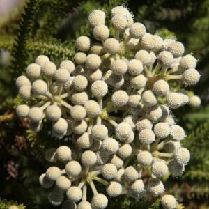 Berzelia Lanuginosa 15cm Pot