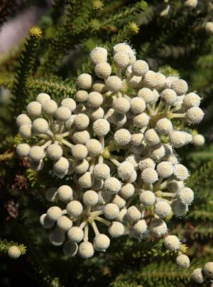 Berzelia Lanuginosa 15cm Pot