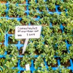 Convolvulus Mauritanicus 6 Pack