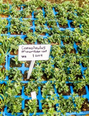 Convolvulus Mauritanicus 6 Pack