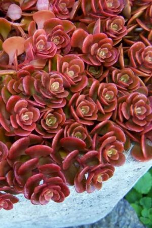 Sedum Coral Reef 6 Pack